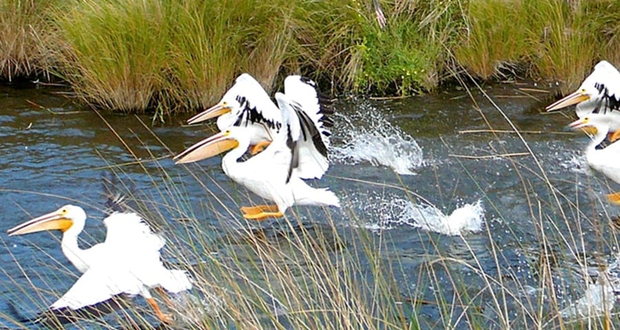 Orchid Island White Pelicans A flock of rare White Pelicans enjoying the lakes around Orchid Island.