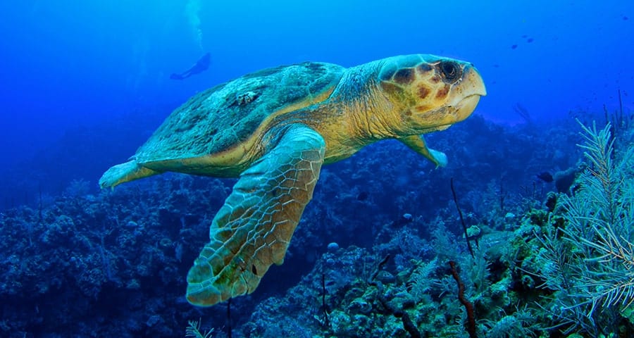 Florida Wildlife - Sea Turtle Sea turtle swimming by the camera, someone scuba diving in the far background in ocean near Orchid Island