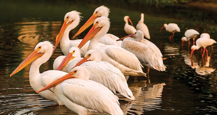 Birds at Orchid Island White Pelicans in the water at Orchid Island