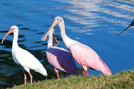 Ibis and Roseate Spoonbill at Orchid Island Ibis and Roseate Spoonbill on the lake at Orchid Island