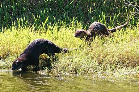 otters at Orchid Island Two otters entering the water at Orchid Island